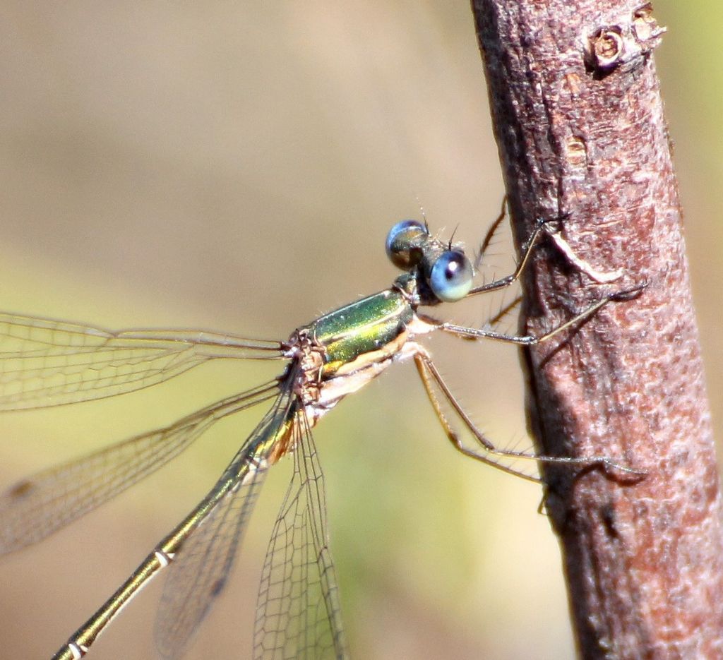 Lestes virens vestalis